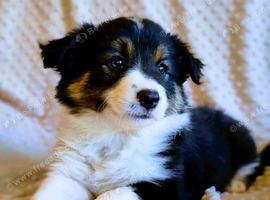 Border Collie Puppies ready now. Red Tri and Black Tri.