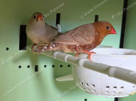 Orange Zebra Finches
