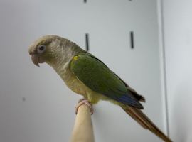 Conure