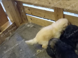 Germanshepherd pups for sale