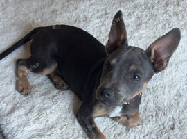16 week old boy staff