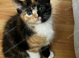 Ginger kittens