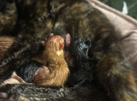 Seven beautiful kittens
