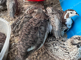 Jumbo Quails