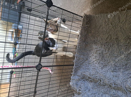 Kittens