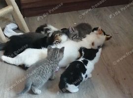 Kittens (Mew's Litter and strays)