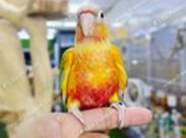 Baby Pineapple conure hand reared,28