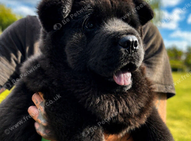 Black smooth chow chow girl
