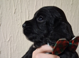 6 stunning working cocker spaniels