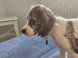 WORKING COCKER SPANIEL BITCH FOR SALE