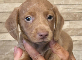 REDUCED READY NOW) last 2 miniature dachshunds