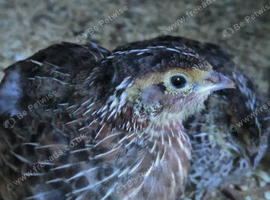 Jumbo quail POL