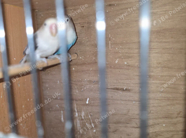 Breeding pair of lovebirds