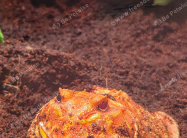 Pacman frog and setup