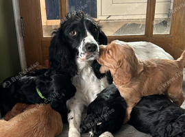 Sprocker Spaniel Pups For Sale