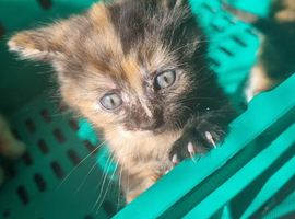 Teddy needs a forever home