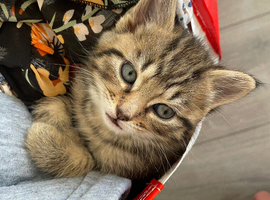 KITTENS AVAILABLE