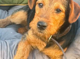 6 month old patterdale