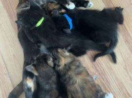Kittens