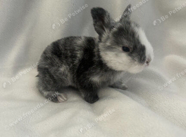 Bunnys for sale