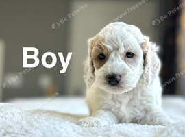 Rain Charming lemon white cockapoos puppies