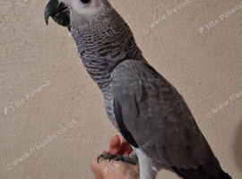 Babes African grey 4 months old ready forever home