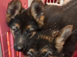 German shepherd puppies