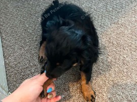 4 month old puppy