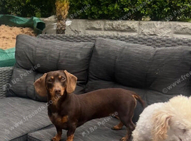Miniature Dashhound female