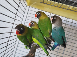 4 x lovebirds for sale