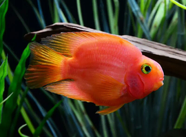 Blood-red Parrot Cichlid