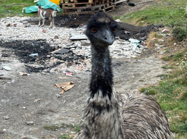EMU FOR SALE
