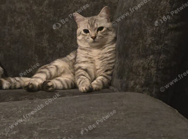 Kittens for sale