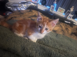 Make ginger kitten