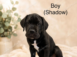 3 Beautiful cane corsos