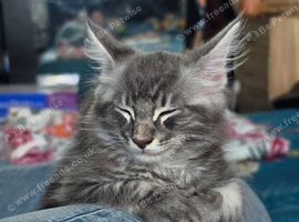 Beautiful Maine Coon boy