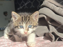 boy kitten