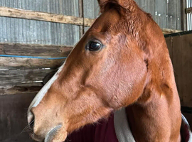 Flashy Project, ROR Potential Chestnut Filly