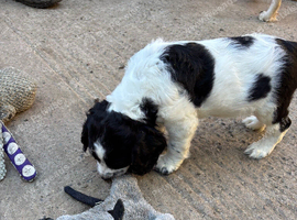 F1 Sprocker pups