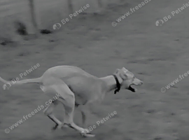 GREYHOUND LURCHER