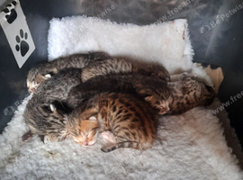 Bengal crossed kittens for sale