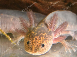 Axolotls