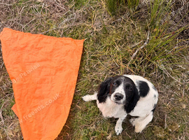 Lovely small spaniel