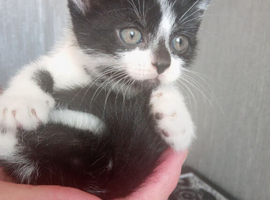 2 beautiful kittens looking for forever homes