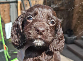 3 Gorgeous working cocker spaniel puppies for sale