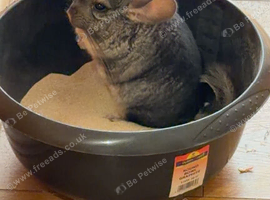 Year old chinchilla