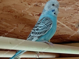 Budgies