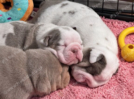 Beautiful English Bulldog Girl