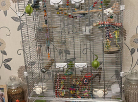 Budgies & Vision Cage