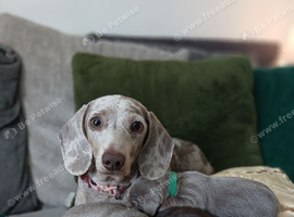 Miniature Dachshund ready for their forever